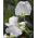Насіння білого солодкого гороху - Lathyrus odoratus - 36 насіння
