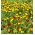 Semi di cappello messicano - Ratibida columnifera - 120 semi