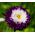 Hạt hỗn hợp Aster Pompon Trung Quốc - Callistephus chinensis - 500 hạt