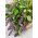 Agastaché - Agastache mexicana - Flores fragantes, adoradas por las mariposas - Semillas frescas