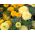 Studentenblume Vanille Samen - Tagetes erecta nana fl. Pl - 0,2 gSamen