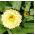 Pot Marigold Cream biji Kecantikan - Calendula offficinalis - 240 biji - Calendula officinalis