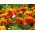 Kis büdöske - Bolero - 350 magok - Tagetes patula L.