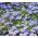 Agerantum, Floss Sjeme cvijeća - Ageratum houstonianum Mill. - 3750 sjemenki - sjemenke