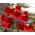 Nemesia Spicy Real Red mag - Nemesia strumosa - 1000 mag - Nemezis strumosa - magok