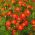 Marigold Red Gem seeds - Tagetes tenuifolia - 600 seeds