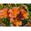Hạt hỗn hợp sơn lưỡi - Salpiglossis sinuata - 2250 hạt