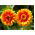Mexican Zinnia, Persian Carpet seeds - Zinnia haageana - 375 seeds