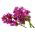 Sóvirág - Karmazsinvörös - Limonium sinuatum - Élénk rózsaszín virágok, nyári elegancia - Friss vetőmagok