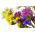 Statice sinuata - Miscuglio - Limonium sinuatum - Perfetta per bouquet secchi - Semi Freschi
