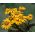 Semi di Britt Marie Crawford - Ligularia dentata - 8 semi