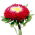 China Aster Gusford Supreme seeds - Callistephus chinensis - 500 seeds