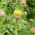 Giant Knapweed - Centaurea macrocephala - Perfect for Dried Bouquets, High Ornamental Value - Fresh Seeds