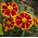 Tagetes patula - Afrikaan - Red Marietta - 350 zaden - Tagetes patula L.