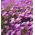 Michaelmas daisy, New England semi Aster - Aster-Inghilterra - 42 semi - Aster novae-angliae & Aster novi-belgii