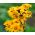 Semi di Britt Marie Crawford - Ligularia dentata - 8 semi