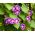 Semințe comune de glorie dimineața amestecate - Ipomea purpurea - Ipomoea purpurea