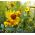 Common Sneezeweed seeds - Helenium autumnale - 500 seeds