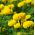 Fløjlsblomst - Opret - citron farve - 300 frø - Tagetes erecta
