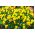 Trailing Viola seeds - Viola x williamsii - 270 seeds