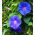 Semințe comune de glorie dimineața amestecate - Ipomea purpurea - Ipomoea purpurea