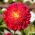 Prince Aster - 625 semen - Callistephus chinensis - semena