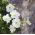 Wunderblume - Mischung - Mirabilis jalapa - Reicher Duft, ideal für Sommernächte - Samen