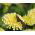 Studentenblume Vanille Samen - Tagetes erecta nana fl. Pl - 0,2 gSamen
