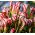 Oxalis Versicolor – Zweifarbiger Sauerklee - 2 Zwiebeln