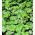 Alunrotsläktet - Dale's Strain - Heuchera