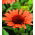 Bíbor kasvirág - Red Mangus - Echinacea purpurea
