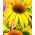 Echinacea, Coneflower Žltá - cibuľka / hľuza / koreň - Echinacea purpurea