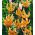 Lilje Martagon Gul - Lilium Martagon Yellow