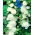 Parastā kāršroze - White - balts - Althaea rosea