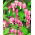 Dicentra, Bleeding Heart Rose - ampul / yumru / kök - Dicentra spectabilis