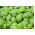 Albahaca - verde - BIO - 650 semillas - Ocimum basilicum