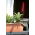 Pot bunga luar - Terra - 60 cm - Terracotta - 