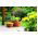 Outdoor Blumentopf, niedrig - Terra - 30 cm - Terrakotta - 