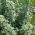 Fehér üröm - 3000 magok - Artemisia absinthium