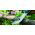 Billhook jack-knife - RACO - 