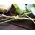 Rafie naturală - 150 g - 