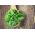 Bio - Rocket - certified organic seeds - 800 seeds