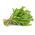 Bio - Rocket - certified organic seeds - 800 seeds