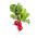 Radise - Saxa 2 - BIO - 425 frø - Raphanus sativus L.