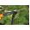 Lever-amboltlopper L31 - 40 cm - FISKARS - 