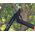 Lever-amboltlopper L31 - 40 cm - FISKARS - 