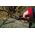 Hebel Ambossschere P53 POWER LEVEL - FISKARS - 