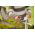 Heckenschere SINGLE STEP SP27 - FISKARS - 