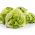Kopfsalat "Queen of summer" Samen - Lactuca sativa - 1150 Samen
