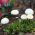 Engleski sjemenke margarine - Bellis perennis - 690 sjemenki